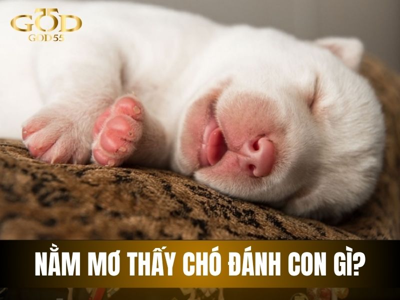 Nằm mơ thấy chó đánh con gì
