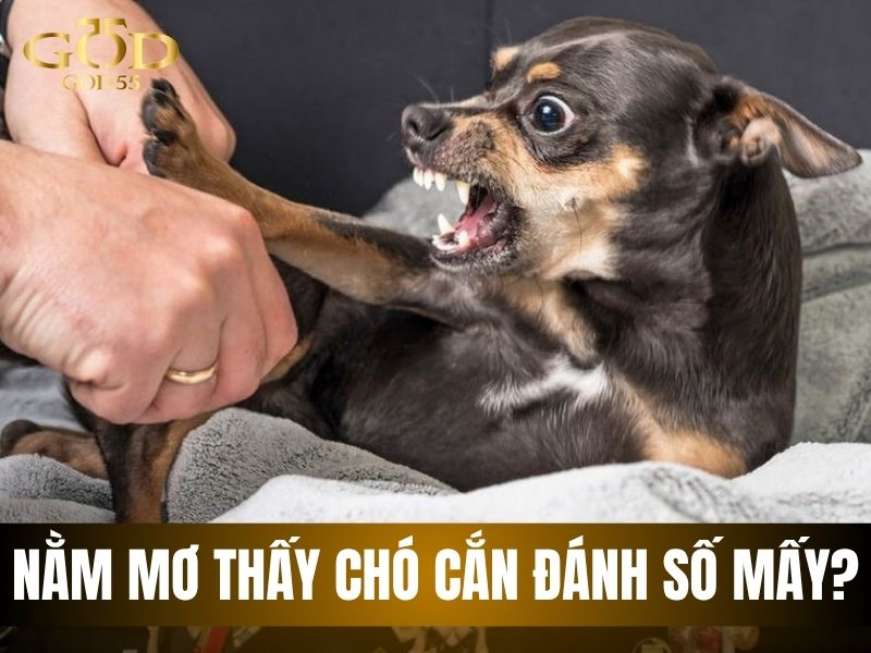 nằm mơ thấy chó cắn đánh số mấy