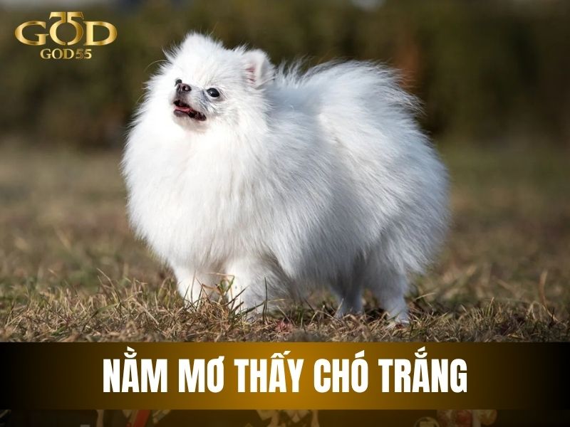 Nằm mơ thấy chó trắng đánh con gì
