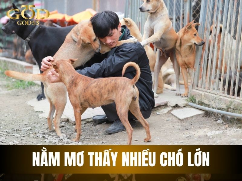 nằm mơ thấy nhiều chó lớn đánh số mấy